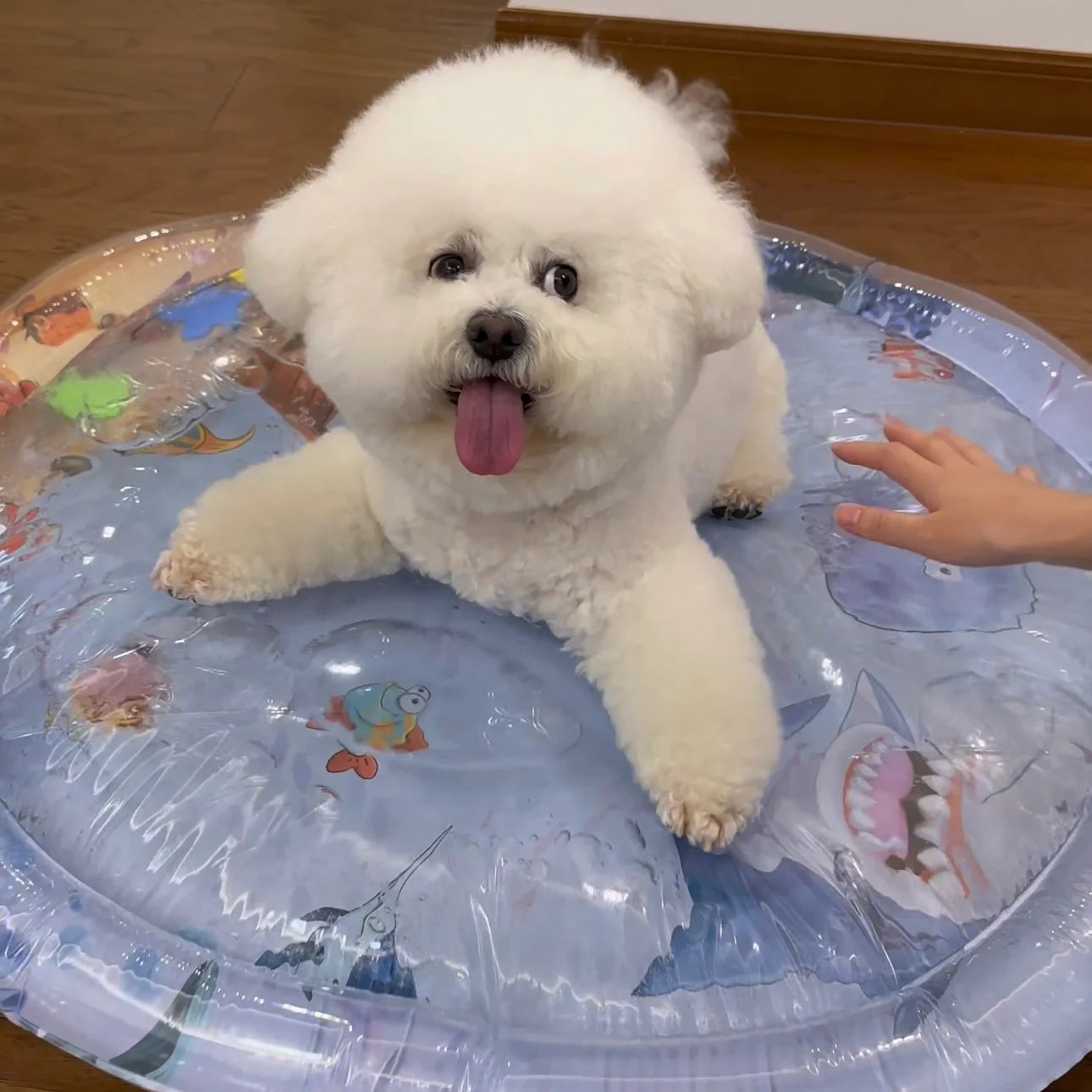 Pet Water Bed